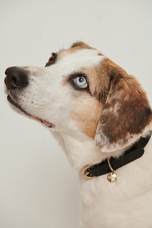 Black Basic Leather Dog Collar