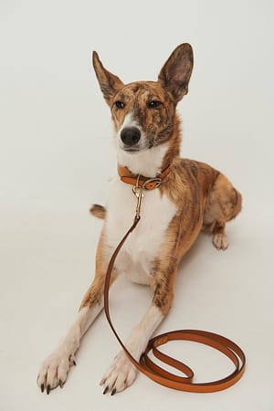 Cognac Basic Leather Dog Leash