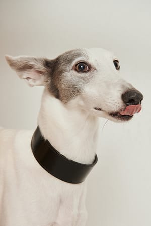 Wijde Leren Honden Halsband
