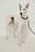 Basic Leather Dog Leash